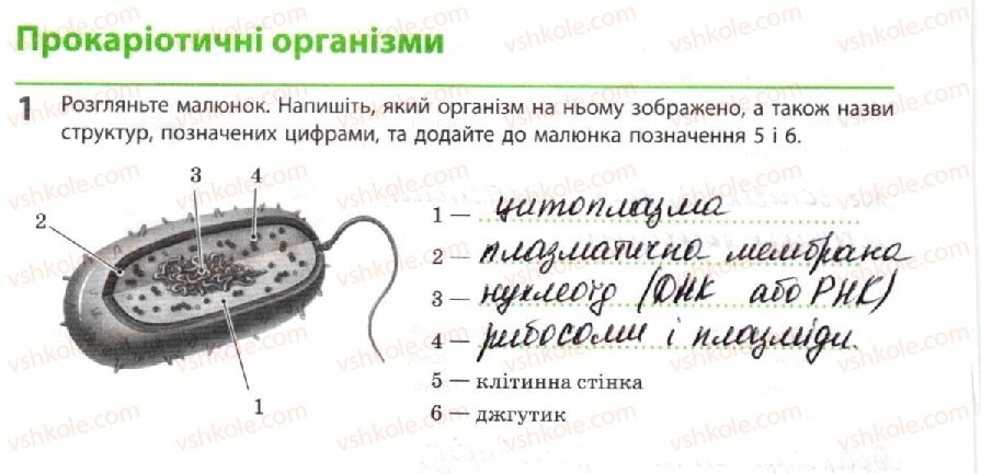 10-biologiya-km-zadorozhnij-2018-robochij-zoshit--tema-1-bioriznomanittya-prokariotichni-organizmi-1.jpg