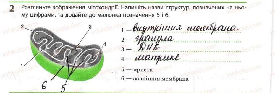10-biologiya-km-zadorozhnij-2018-robochij-zoshit--tema-2-obmin-rechovin-i-peretvorennya-energiyi-energetichne-zabezpechennya-metabolizmu-2.jpg