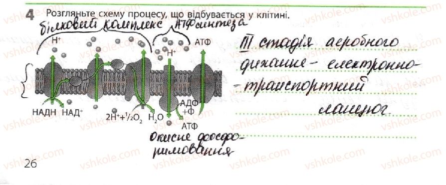 10-biologiya-km-zadorozhnij-2018-robochij-zoshit--tema-2-obmin-rechovin-i-peretvorennya-energiyi-energetichne-zabezpechennya-metabolizmu-4.jpg