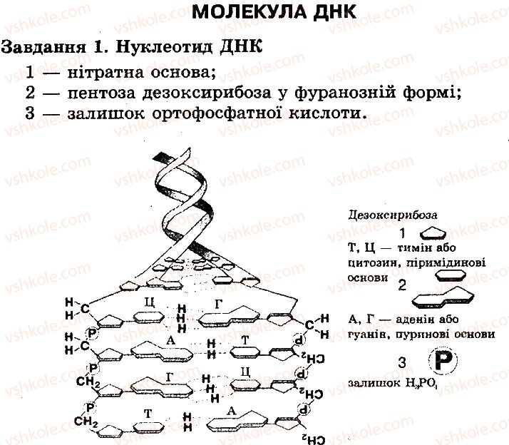 10-biologiya-oa-anderson-tk-vihrenko-2010-robochij-zoshit--molekulyarnij-riven-organizatsiyi-zhittya-storinka-21-1.jpg
