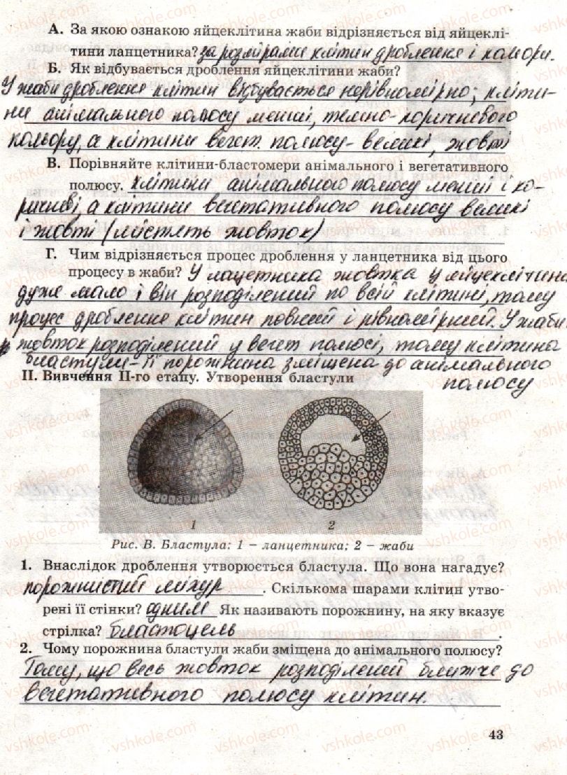 10-biologiya-to-salo-lv-derevinska-2018-zoshit-dlya-laboratornih-i-praktichnih-robit--laboratorna-robota-4-vivchennya-etapiv-embriogenezu-стр43.jpg