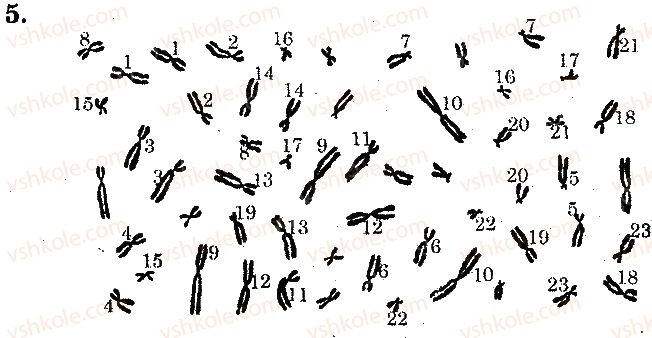10-biologiya-ts-kotik-ov-taglina-2010-zoshit-dlya-laboratornih-robit--laboratorni-roboti-lr-9-budova-hromosomi-5.jpg