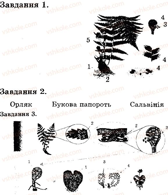 6-biologiya-iyu-slipchuk-2015-ekspres-kontrol--tema-4-riznomanitnist-roslin-paporoti-В1.jpg