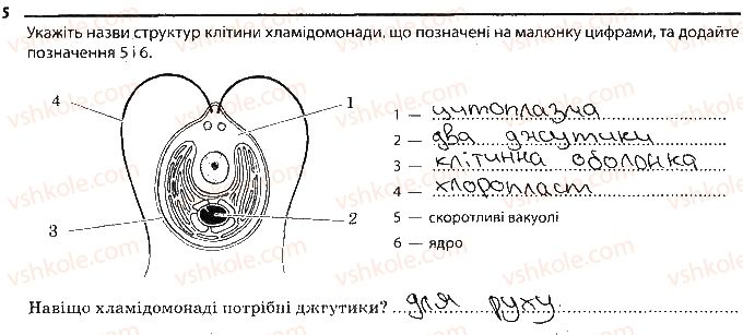 6-biologiya-km-zadorozhnij-2017-robochij-zoshit--tema-2-odnoklitinni-organizmi-odnoklitinni-vodorosti-i-gribi-5.jpg