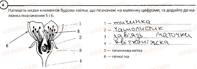 6-biologiya-km-zadorozhnij-2017-robochij-zoshit--tema-3-roslini-povtorennya-temi-roslini-variant-2-4.jpg