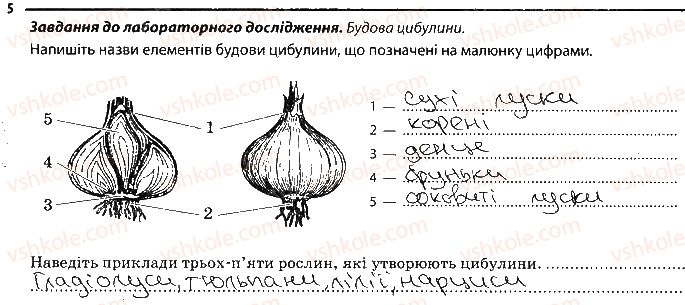 6-biologiya-km-zadorozhnij-2017-robochij-zoshit--tema-3-roslini-riznomanitnist-ta-vidozmini-pagoniv-i-listkiv-5.jpg