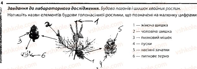 6-biologiya-km-zadorozhnij-2017-robochij-zoshit--tema-4-riznomanitnist-roslin-roslini-yaki-rozmnozhuyutsya-nasinnyam-4.jpg