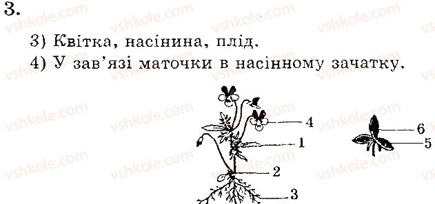 6-biologiya-yev-yakovleva-to-salo-2015-zoshit-dlya-praktichnih-robit--praktichna-robota-3-riznomanitnist-roslin-3.jpg