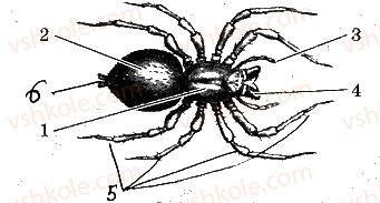 7-biologiya-km-zadorozhnij-2019-robochij-zoshit--tema-1-riznomanitnist-tvarin-5-pavukopodibni-4-rnd5204.jpg