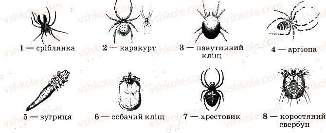 7-biologiya-km-zadorozhnij-2019-robochij-zoshit--tema-1-riznomanitnist-tvarin-5-pavukopodibni-6-rnd9199.jpg