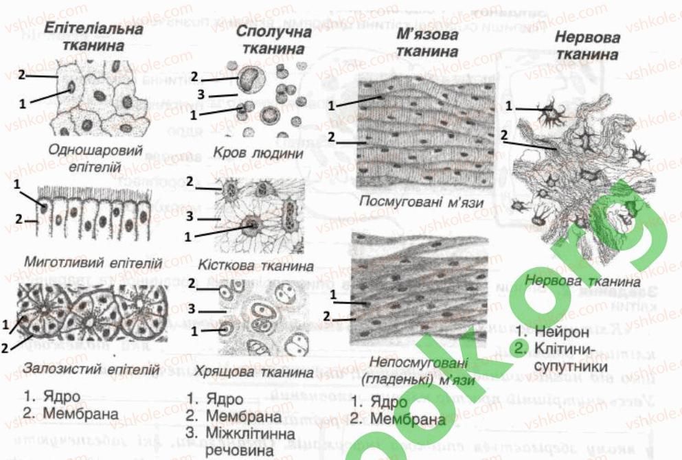 7-biologiya-oa-anderson-tk-vihrenko-2015-robochij-zoshit--storinki-6-20-storinka-8-1-rnd5531.jpg