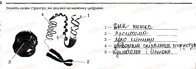 9-biologiya-km-zadorozhnij-2017-robochij-zoshit--tema-4-zberezhennya-ta-rializatsiya-spadkovoyi-informatsiyi-storinka-28-3.jpg