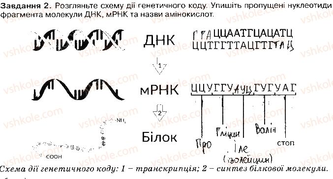 9-biologiya-oa-anderson-ma-vihrenko-2017-robochij-zoshit--zberezhennya-ta-realizatsiya-spadkovoyi-informatsiyi-ст52завд2.jpg