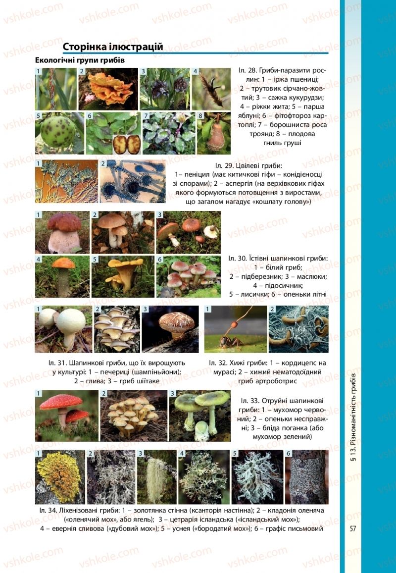 Страница 57 | Підручник Біологія 10 клас В.І. Соболь 2018