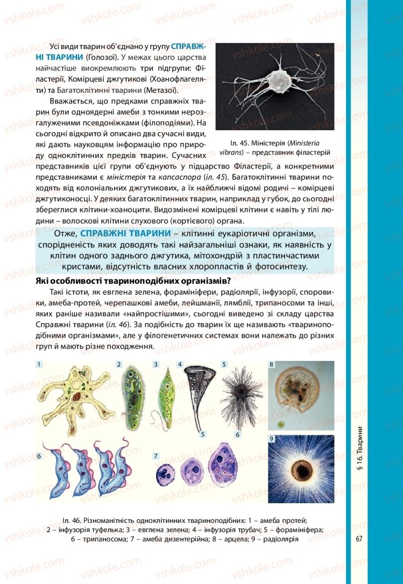 Страница 67 | Підручник Біологія 10 клас В.І. Соболь 2018