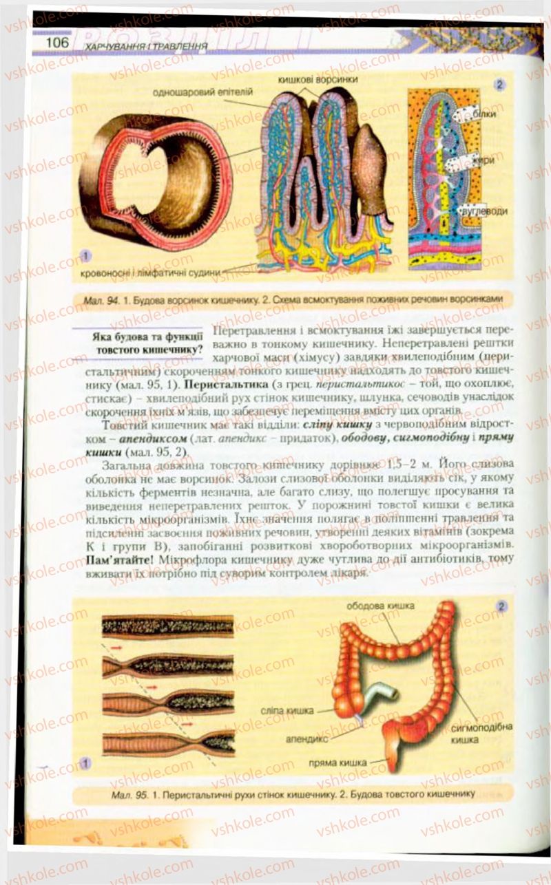 Страница 106 | Підручник Біологія 9 клас Н.Ю. Матяш, М.Н. Шабатура 2009