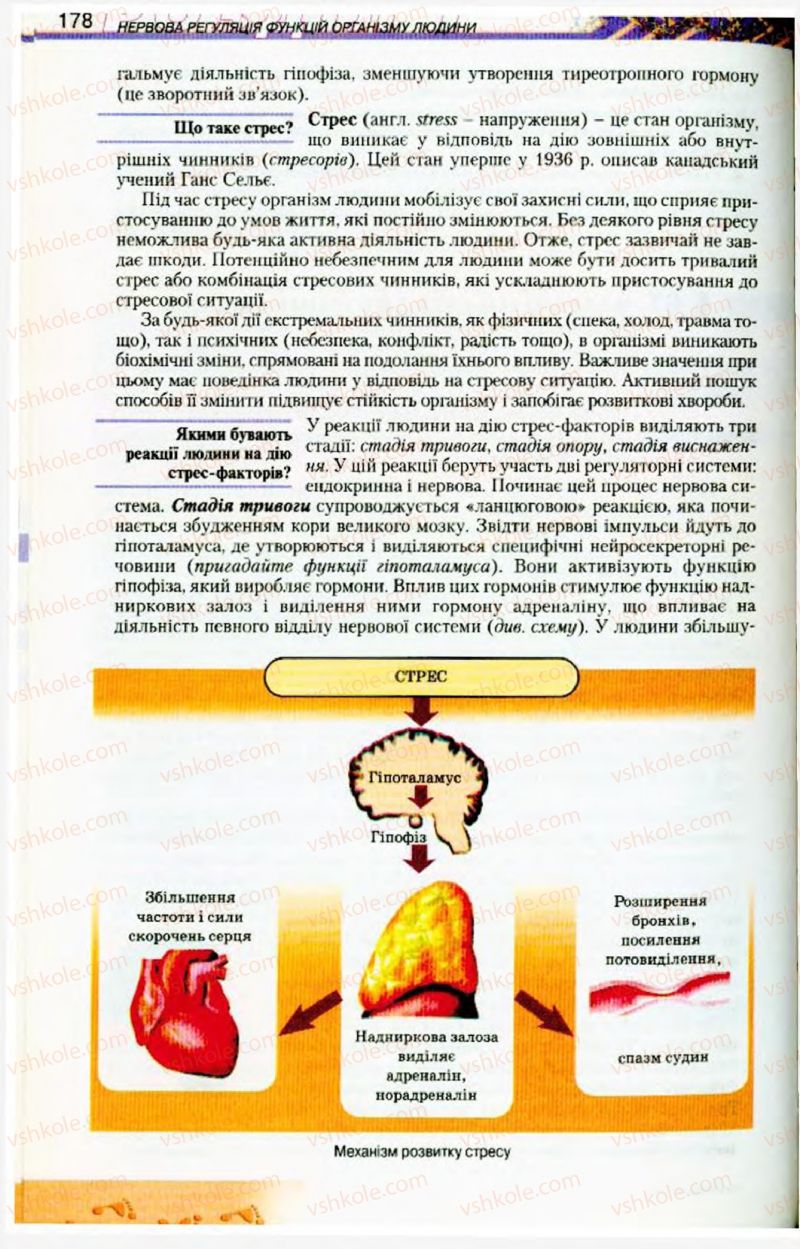 Страница 178 | Підручник Біологія 9 клас Н.Ю. Матяш, М.Н. Шабатура 2009