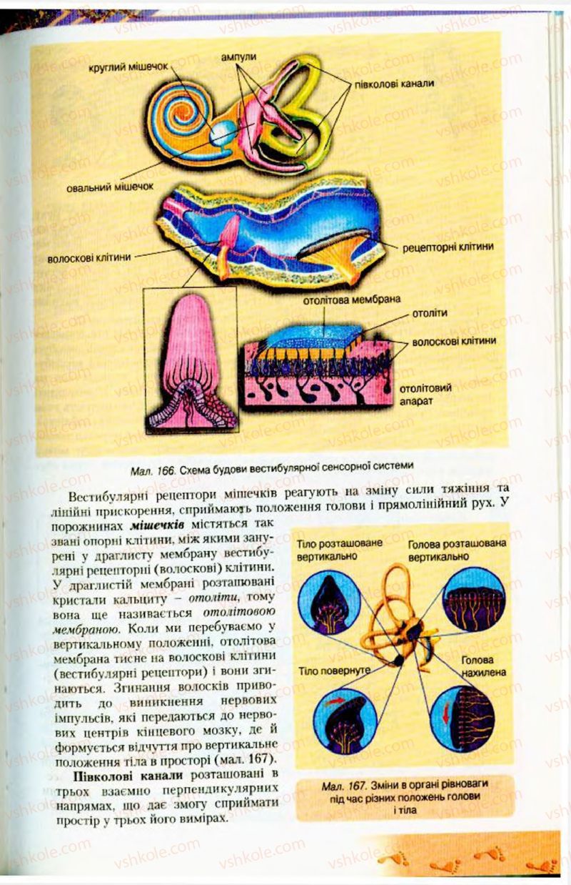 Страница 199 | Підручник Біологія 9 клас Н.Ю. Матяш, М.Н. Шабатура 2009