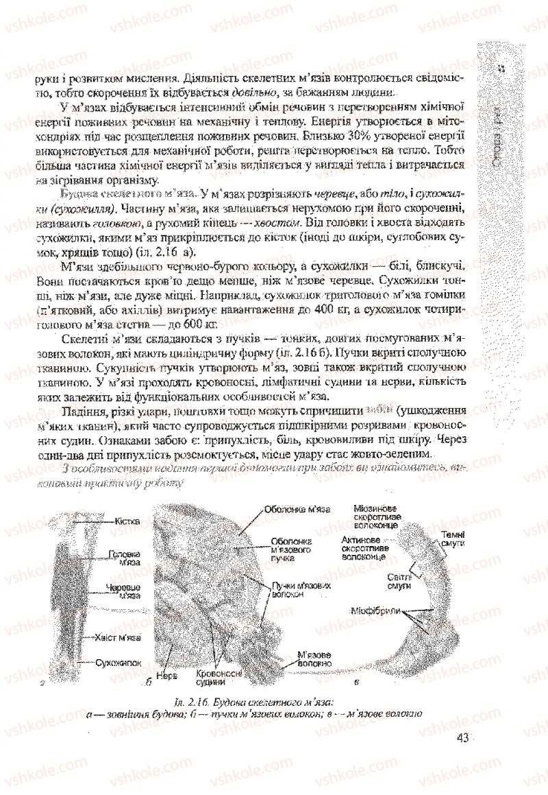 Страница 43 | Підручник Біологія 9 клас А.В. Степанюк, Н.Й. Міщук, Т.В. Гладюк 2009