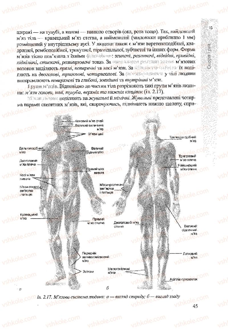 Страница 45 | Підручник Біологія 9 клас А.В. Степанюк, Н.Й. Міщук, Т.В. Гладюк 2009