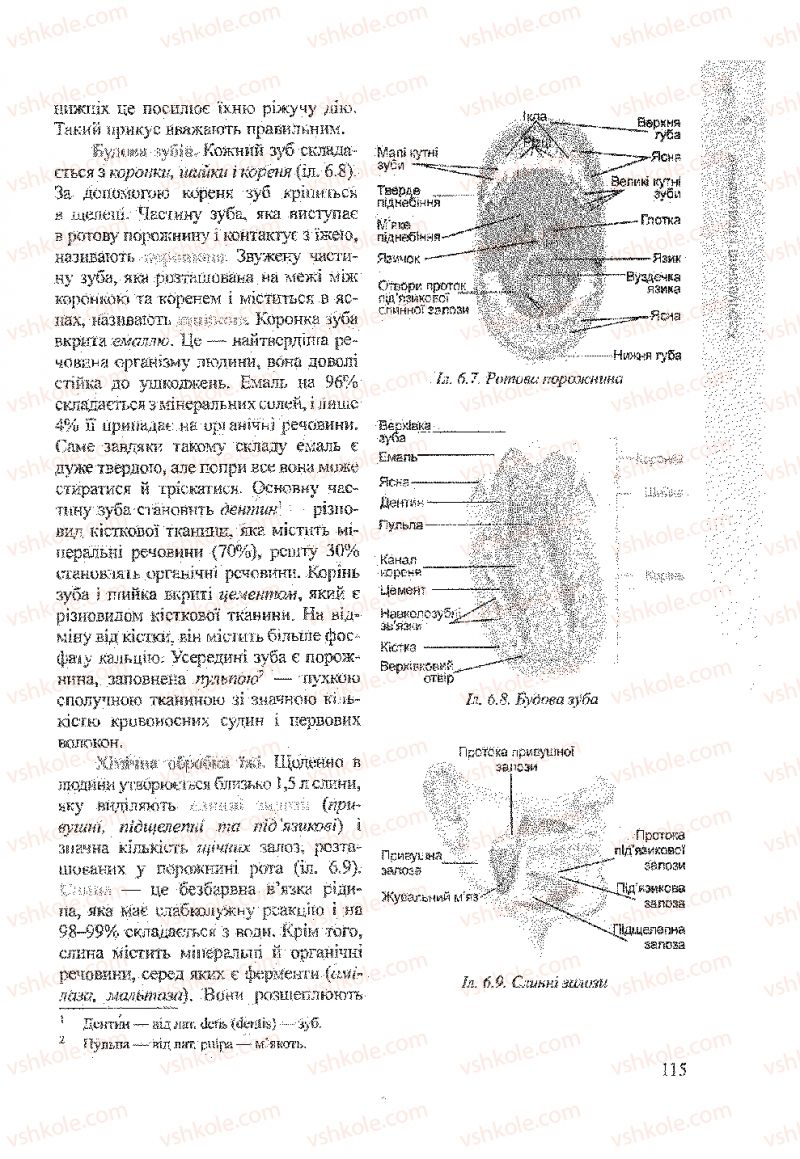 Страница 115 | Підручник Біологія 9 клас А.В. Степанюк, Н.Й. Міщук, Т.В. Гладюк 2009