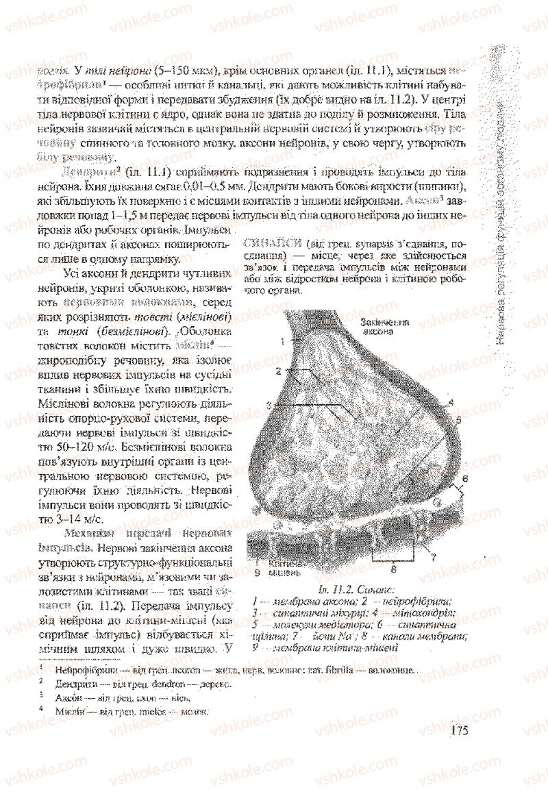Страница 175 | Підручник Біологія 9 клас А.В. Степанюк, Н.Й. Міщук, Т.В. Гладюк 2009