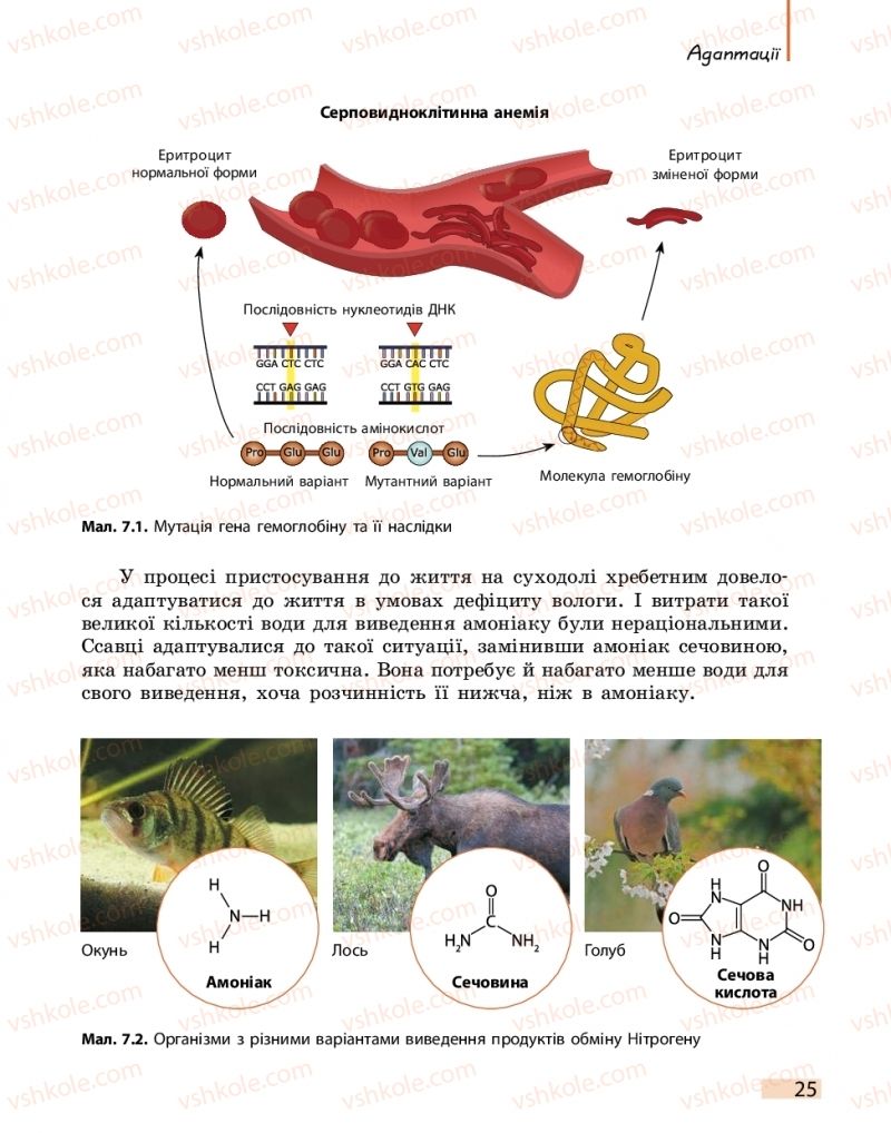 Страница 25 | Підручник Біологія 11 клас К.М. Задорожний 2019