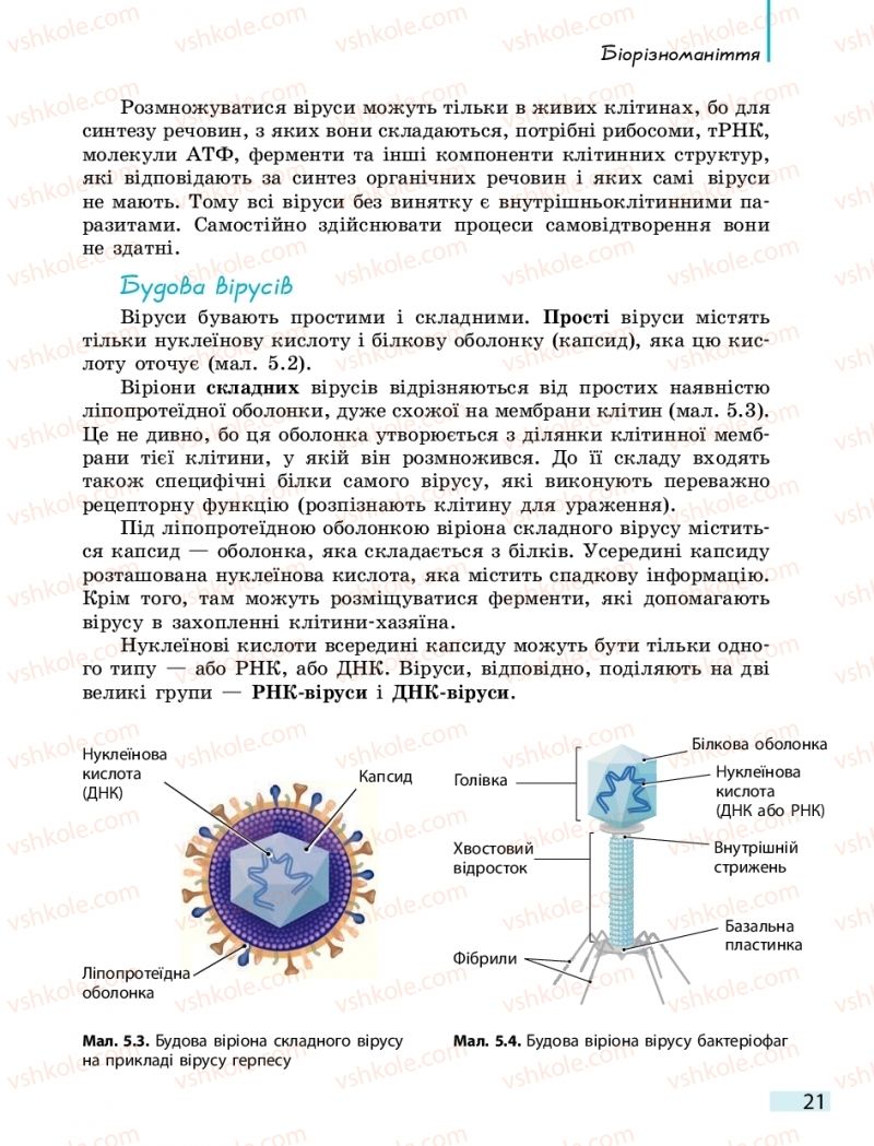 Страница 21 | Підручник Біологія 10 клас К.М. Задорожний 2018