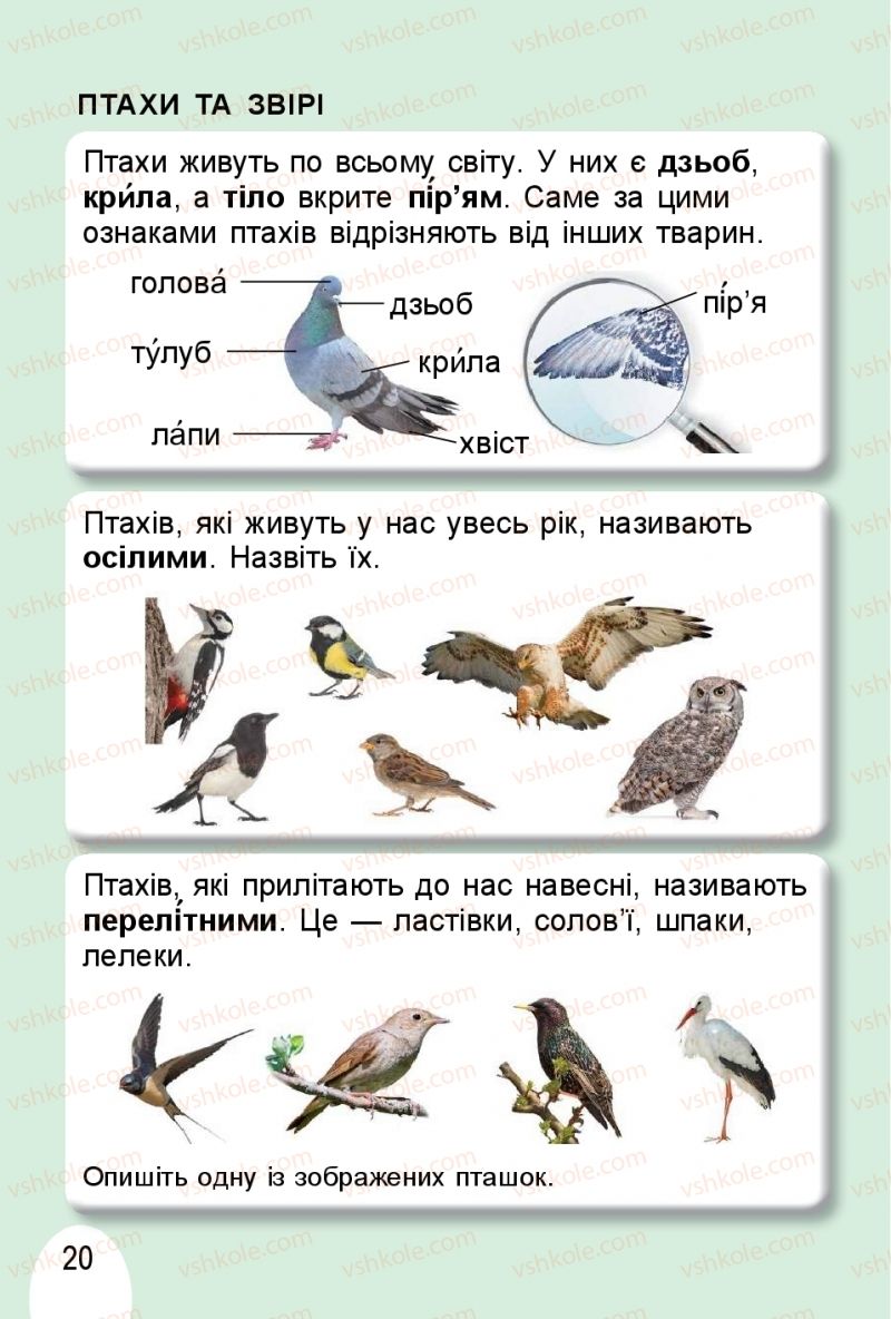 Страница 20 | Підручник Я досліджую світ 1 клас Т.Г. Гільберг, О.В. Гнатюк, Н.М. Павич 2018 2 частина