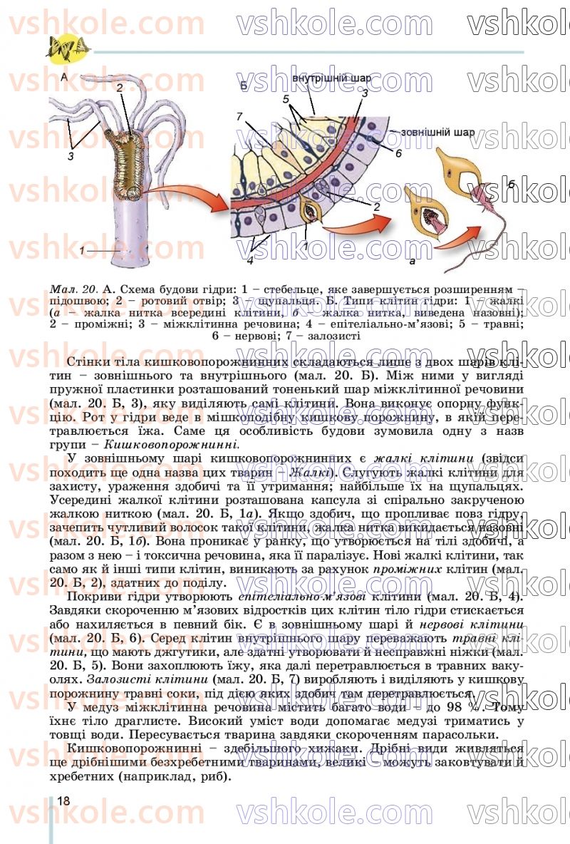 Страница 18 | Підручник Біологія 7 клас Л.І. Остапченко, П.Г. Балан, В.В. Серебряков, Н.Ю. Матяш 2020