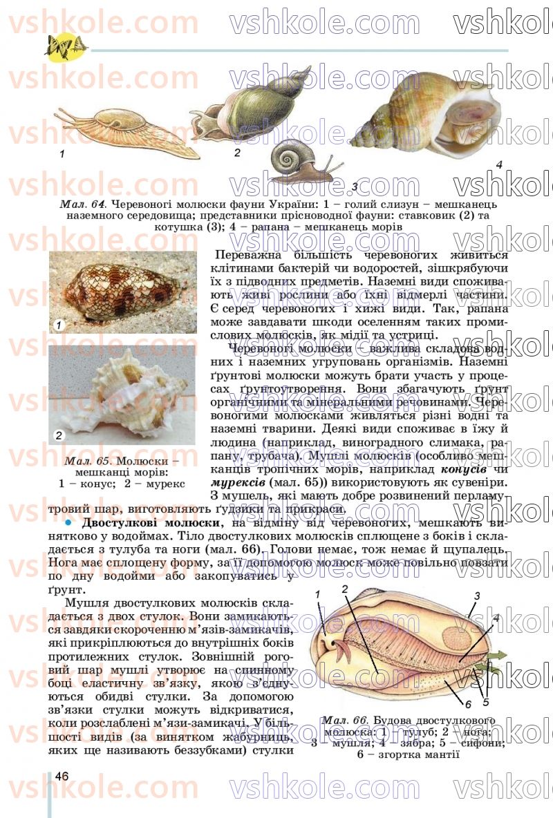 Страница 46 | Підручник Біологія 7 клас Л.І. Остапченко, П.Г. Балан, В.В. Серебряков, Н.Ю. Матяш 2020