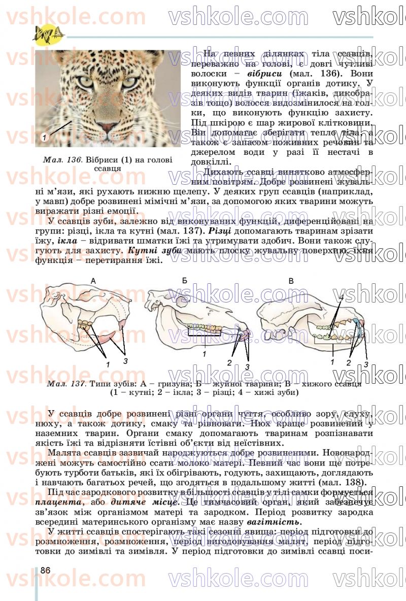 Страница 86 | Підручник Біологія 7 клас Л.І. Остапченко, П.Г. Балан, В.В. Серебряков, Н.Ю. Матяш 2020
