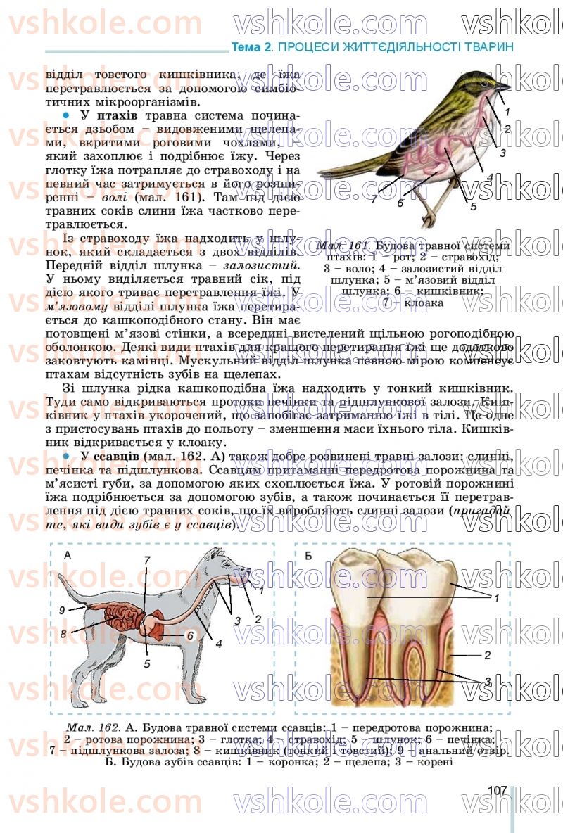 Страница 107 | Підручник Біологія 7 клас Л.І. Остапченко, П.Г. Балан, В.В. Серебряков, Н.Ю. Матяш 2020