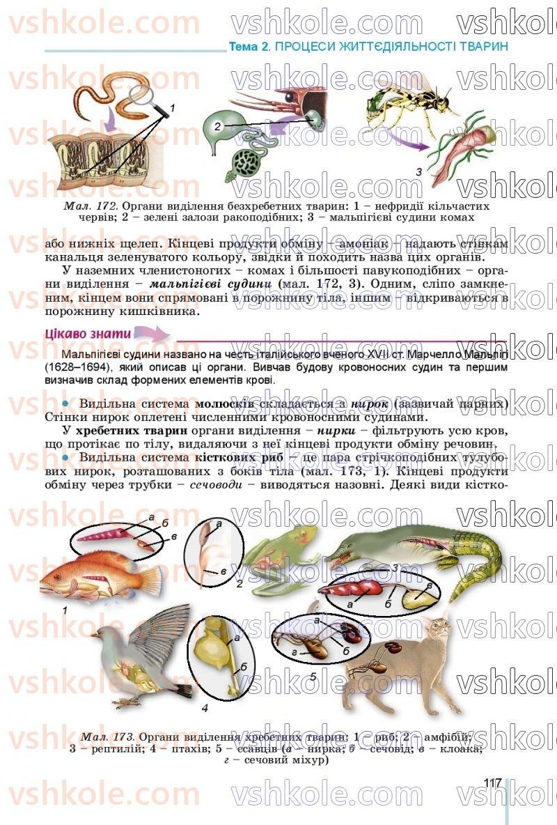 Страница 117 | Підручник Біологія 7 клас Л.І. Остапченко, П.Г. Балан, В.В. Серебряков, Н.Ю. Матяш 2020