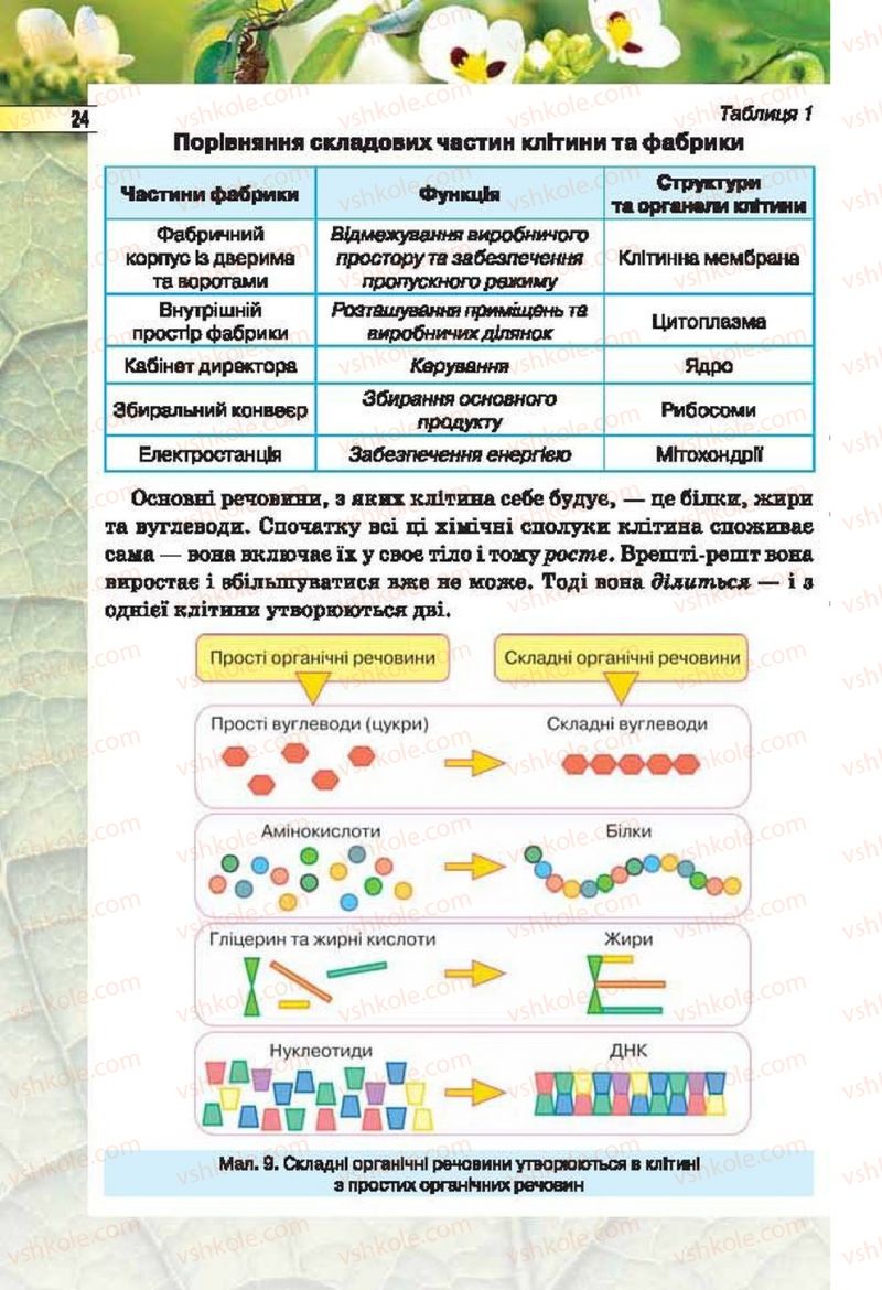 Страница 24 | Підручник Біологія 6 клас І.Ю. Костіков, С.О. Волгін, В.В. Додь 2014