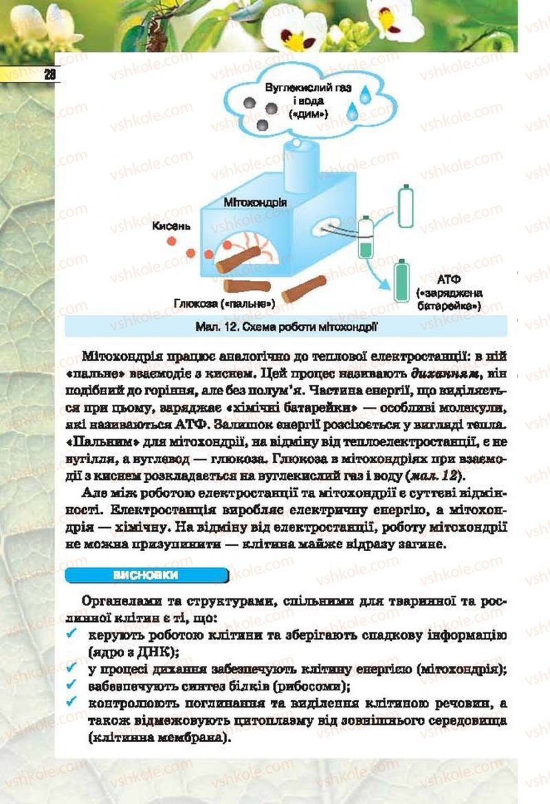Страница 28 | Підручник Біологія 6 клас І.Ю. Костіков, С.О. Волгін, В.В. Додь 2014