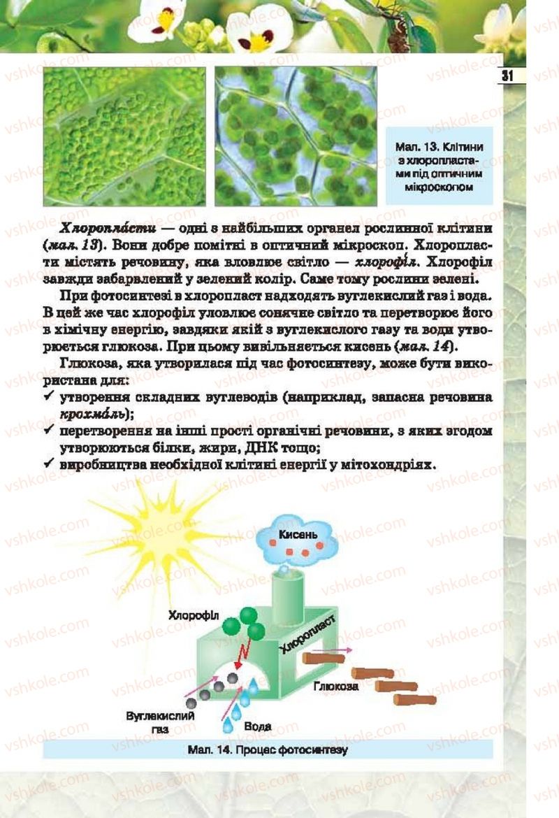 Страница 31 | Підручник Біологія 6 клас І.Ю. Костіков, С.О. Волгін, В.В. Додь 2014