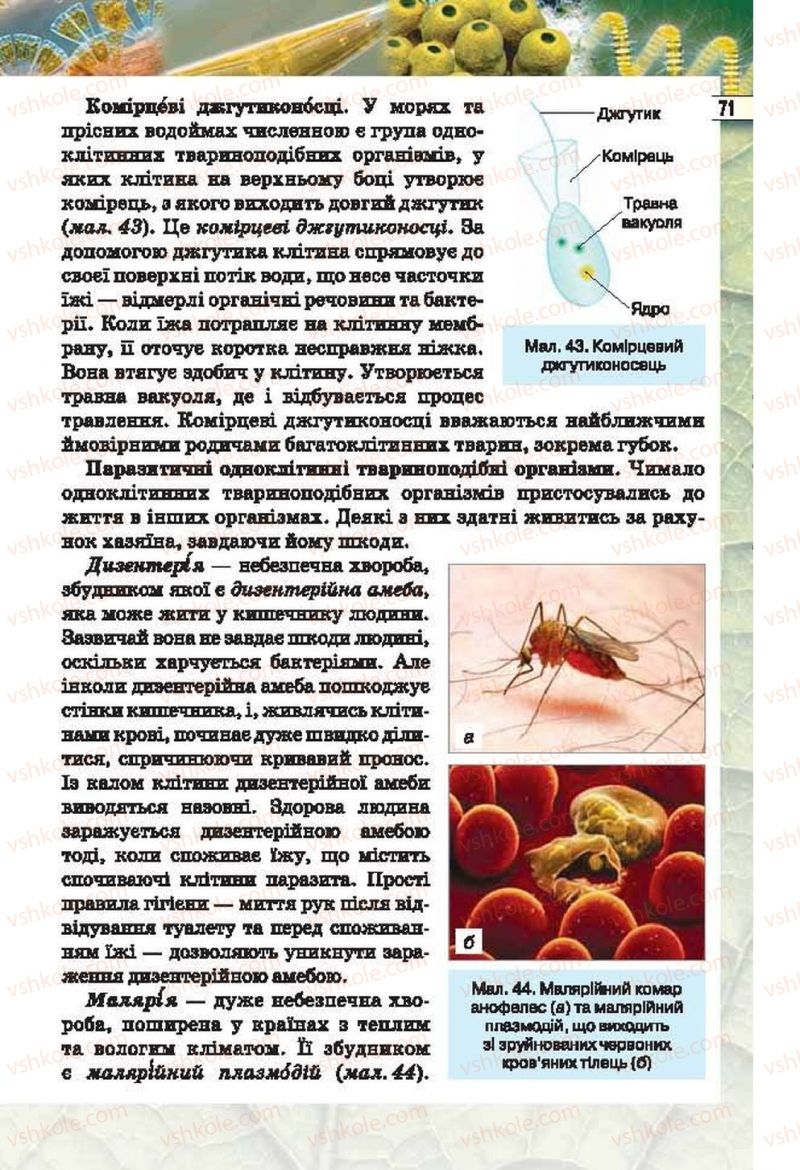 Страница 71 | Підручник Біологія 6 клас І.Ю. Костіков, С.О. Волгін, В.В. Додь 2014