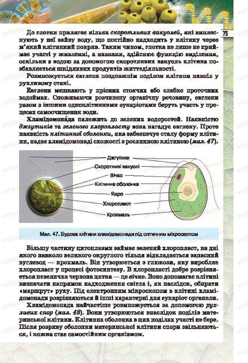 Страница 75 | Підручник Біологія 6 клас І.Ю. Костіков, С.О. Волгін, В.В. Додь 2014