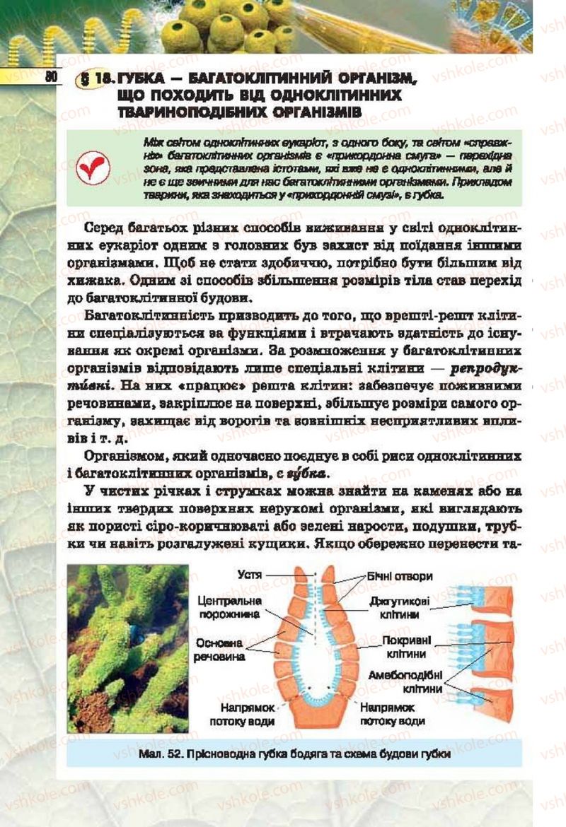 Страница 80 | Підручник Біологія 6 клас І.Ю. Костіков, С.О. Волгін, В.В. Додь 2014