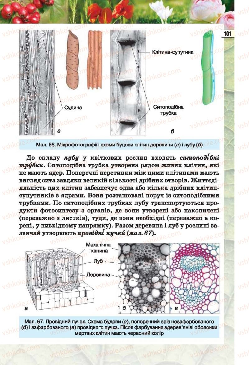 Страница 101 | Підручник Біологія 6 клас І.Ю. Костіков, С.О. Волгін, В.В. Додь 2014