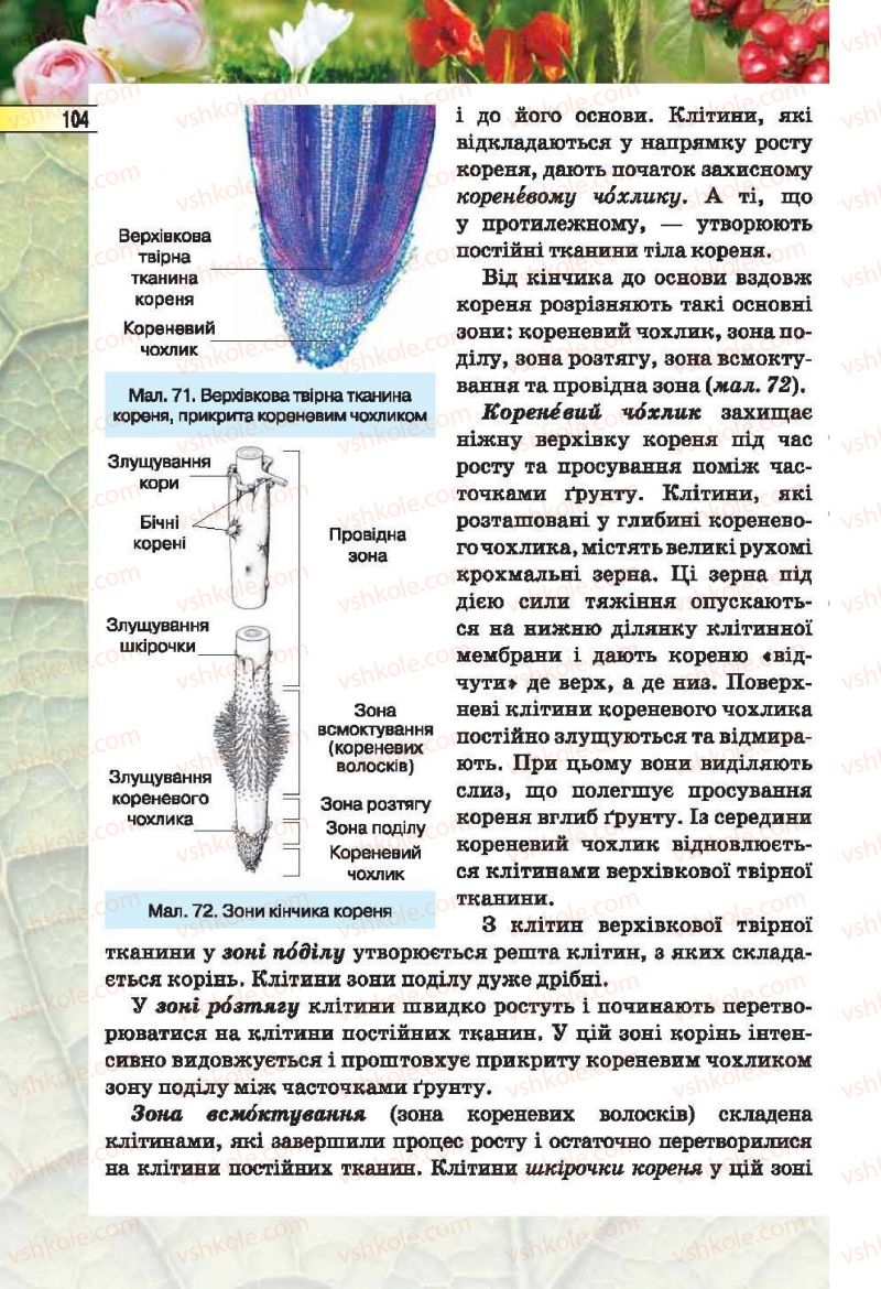 Страница 104 | Підручник Біологія 6 клас І.Ю. Костіков, С.О. Волгін, В.В. Додь 2014