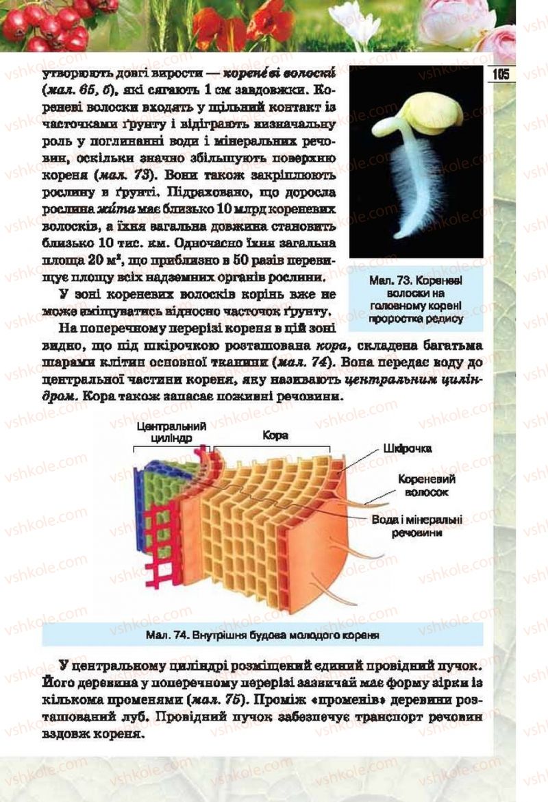 Страница 105 | Підручник Біологія 6 клас І.Ю. Костіков, С.О. Волгін, В.В. Додь 2014