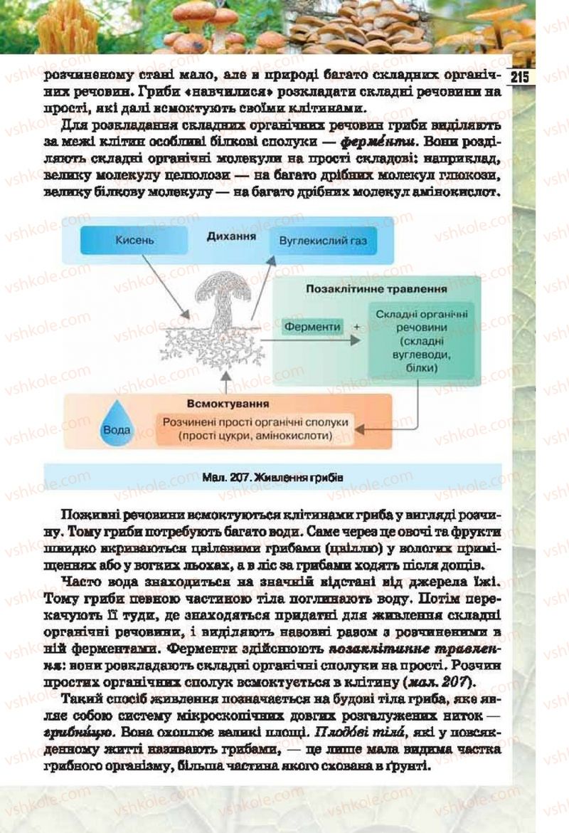 Страница 215 | Підручник Біологія 6 клас І.Ю. Костіков, С.О. Волгін, В.В. Додь 2014