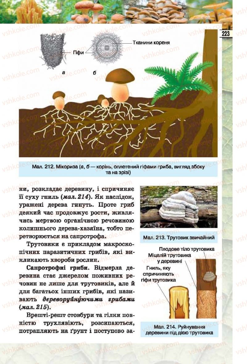 Страница 223 | Підручник Біологія 6 клас І.Ю. Костіков, С.О. Волгін, В.В. Додь 2014