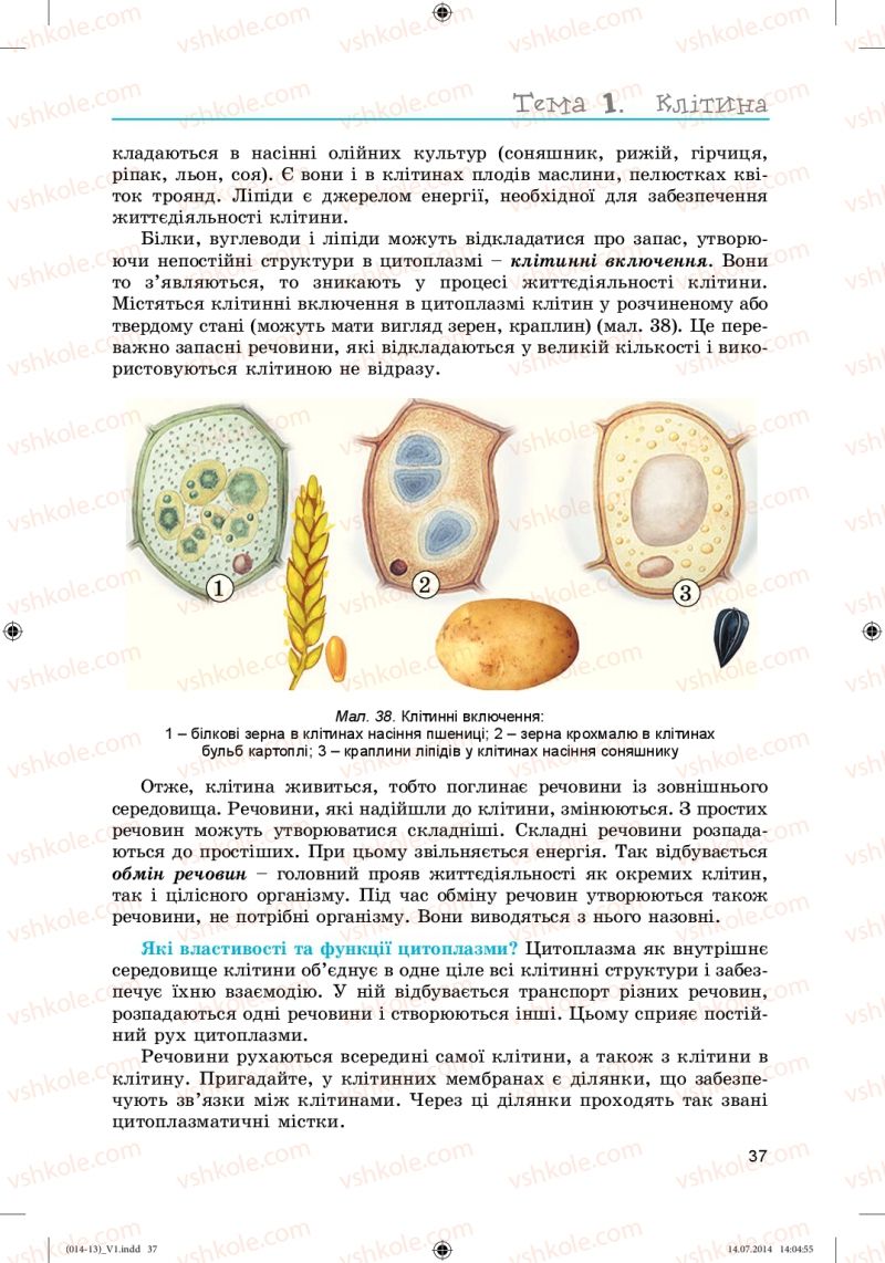 Страница 37 | Підручник Біологія 6 клас Л.І. Остапченко, П.Г. Балан, Н.Ю. Матяш 2014