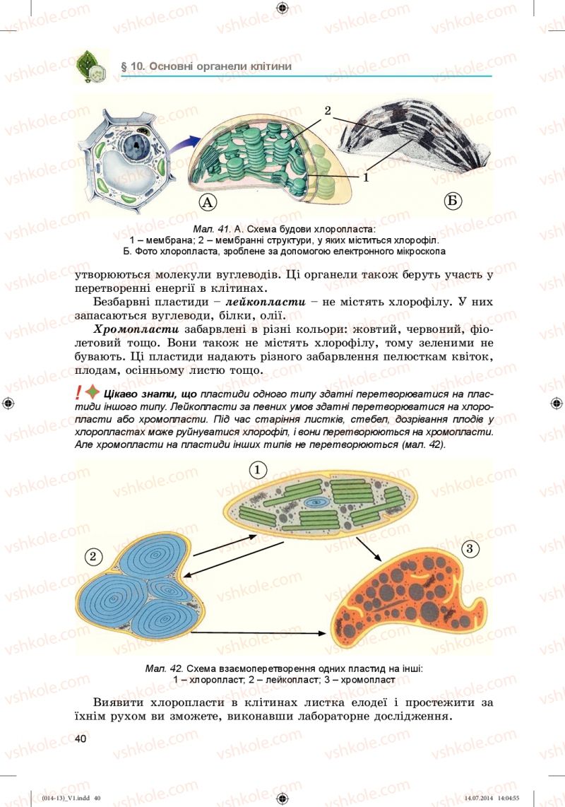 Страница 40 | Підручник Біологія 6 клас Л.І. Остапченко, П.Г. Балан, Н.Ю. Матяш 2014