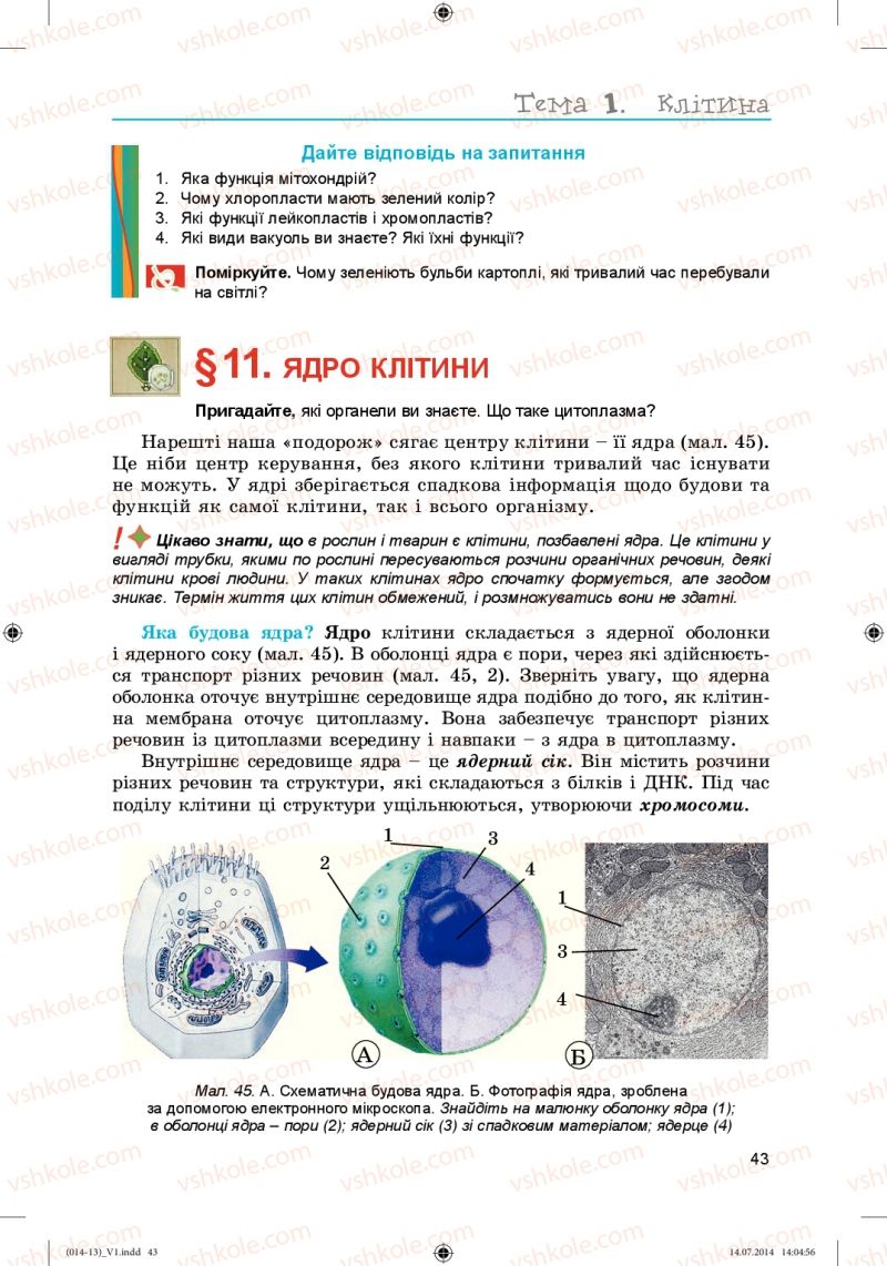 Страница 43 | Підручник Біологія 6 клас Л.І. Остапченко, П.Г. Балан, Н.Ю. Матяш 2014