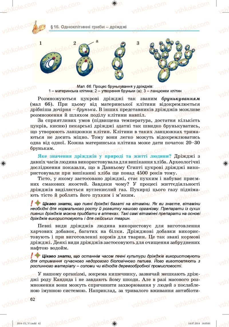 Страница 62 | Підручник Біологія 6 клас Л.І. Остапченко, П.Г. Балан, Н.Ю. Матяш 2014