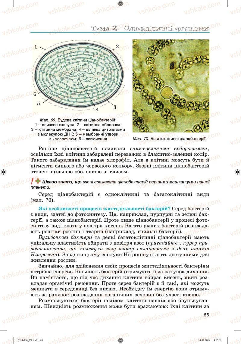 Страница 65 | Підручник Біологія 6 клас Л.І. Остапченко, П.Г. Балан, Н.Ю. Матяш 2014